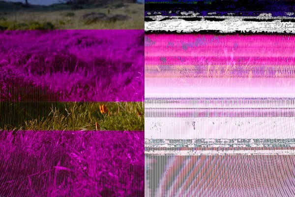 Images of grass overlaid with violet and a series of abstract bars of color. 