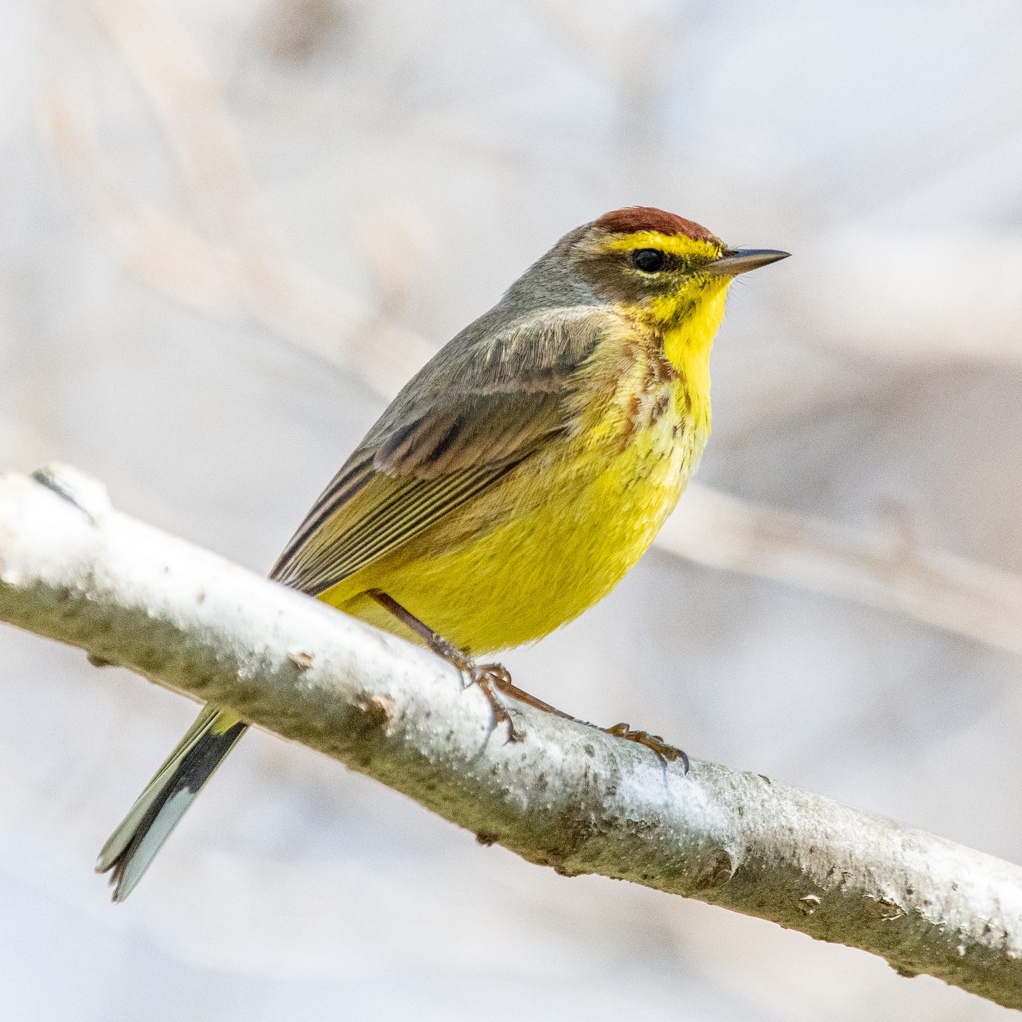A palm warbler in a statuesque pose