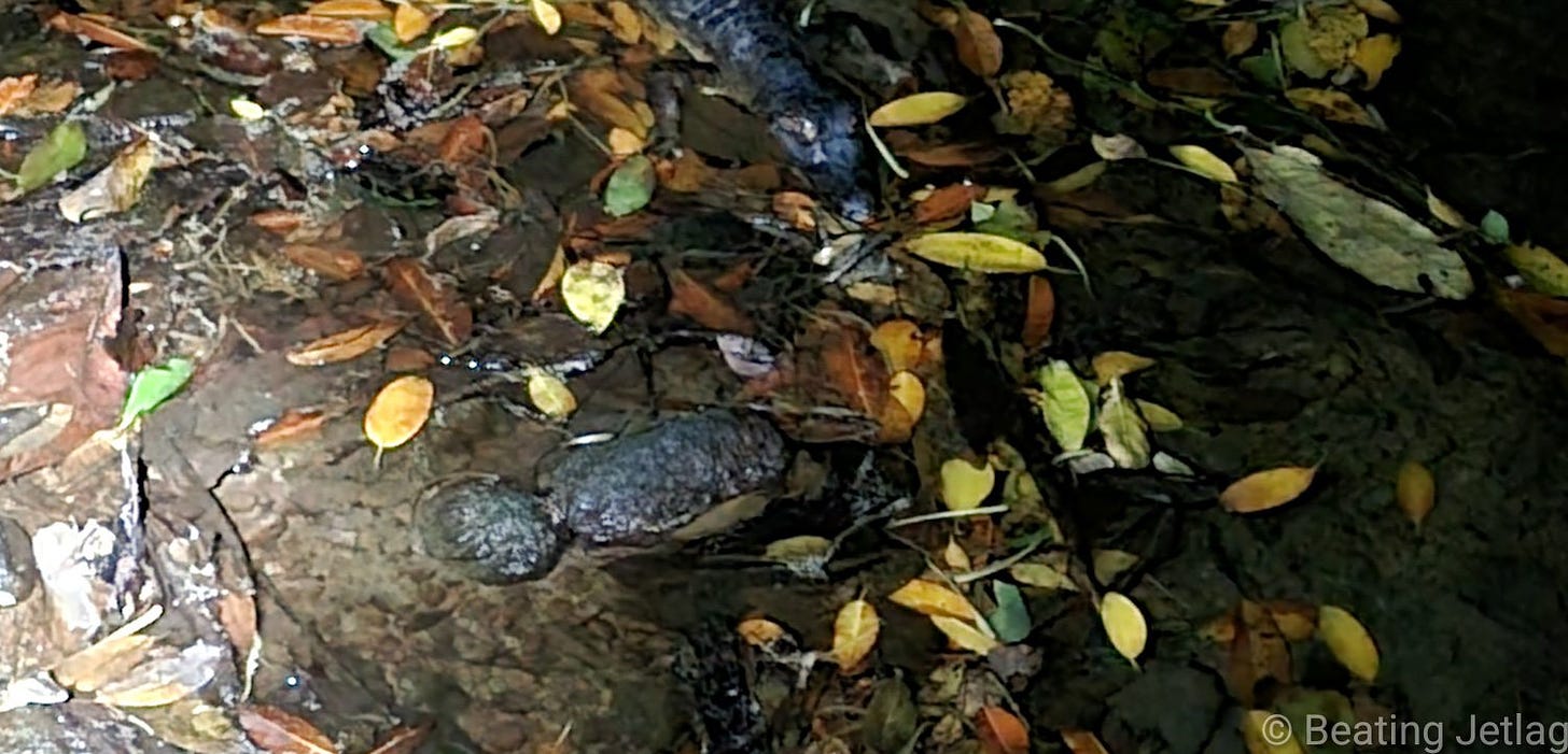 Crocodile hiding at night in Corcovado National park, Costa Rica