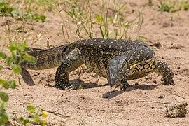 File:Nile monitor (Varanus niloticus) 2.jpg