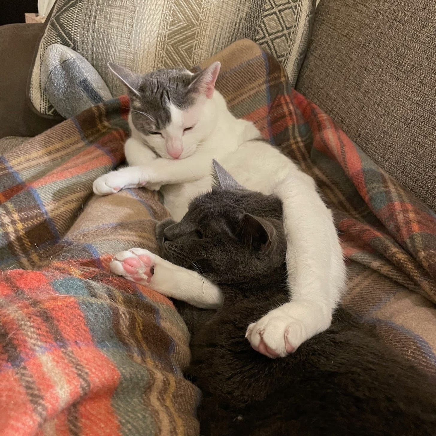 Two cats intertwined on a couch. One has the other in a headlock, using its lower legs.