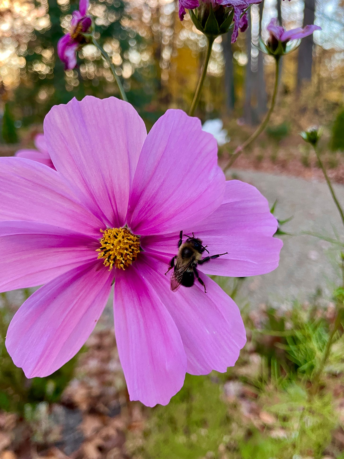 Last of the Cosmos still hanging on and giving shelter to a little bumble bee on these still warm November days. 