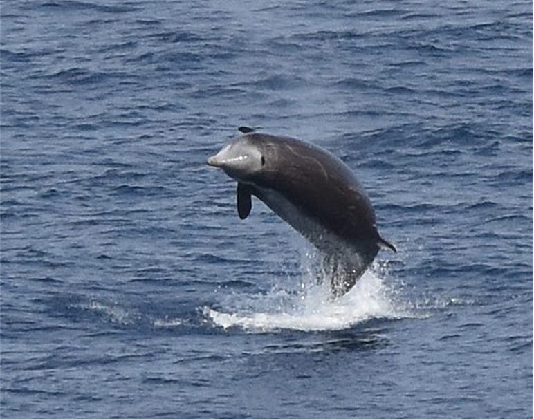 Sea Wonder: Cuvier's Beaked Whale | National Marine Sanctuary Foundation