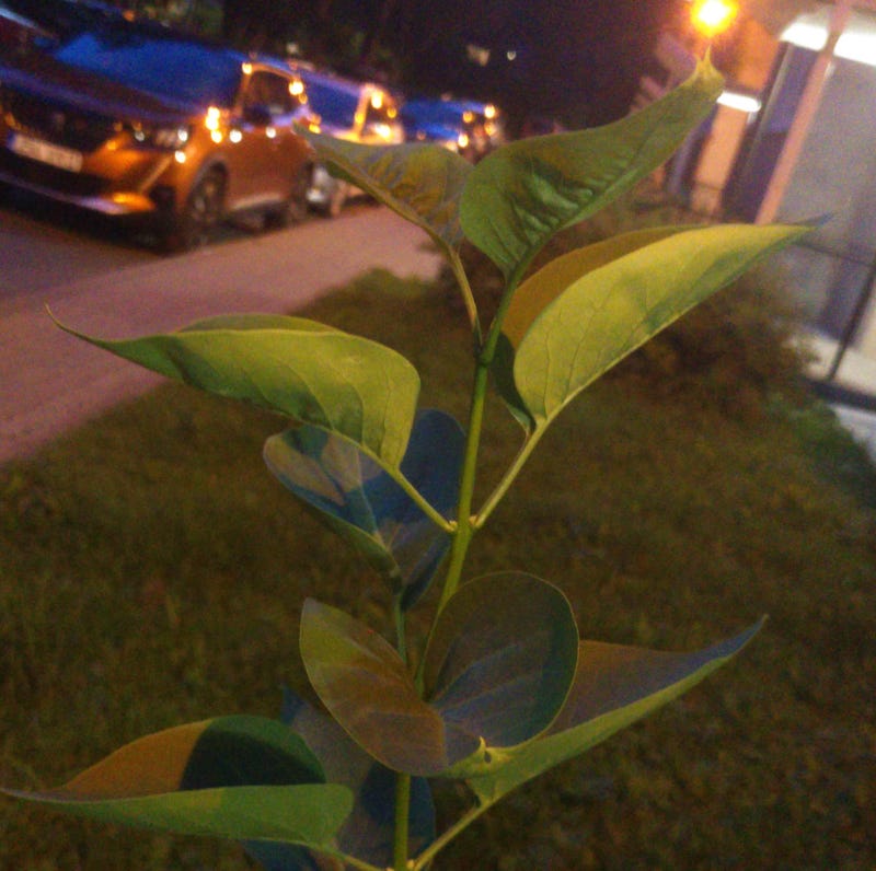 Photograph of a plant in an urban setting, next to a parking lot in Estonia
