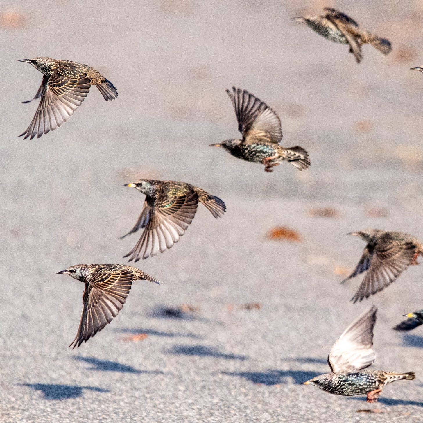 Half a dozen European starlings in flight, over a sidewalk, wings flapping in synchrony