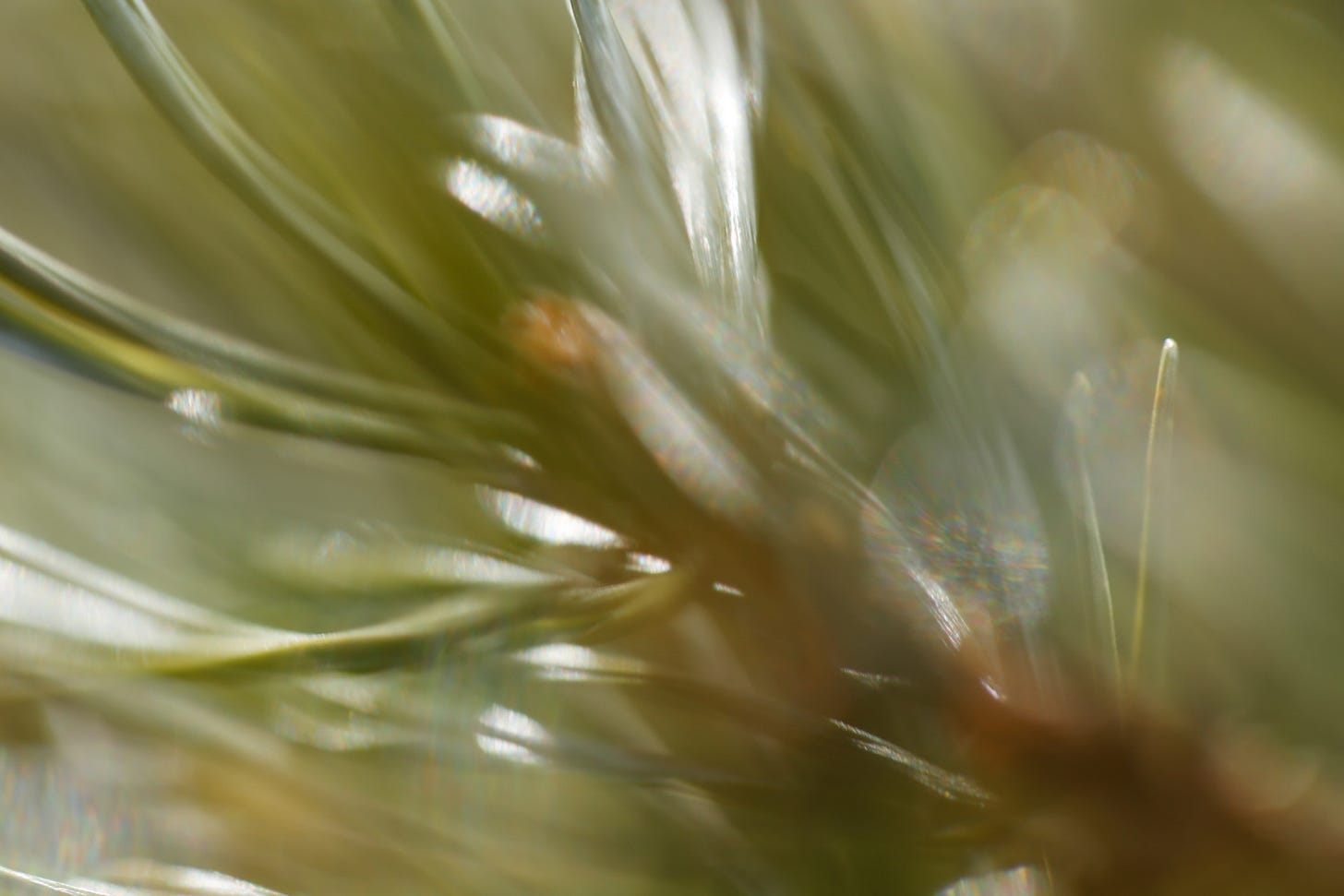 Macro image of fallen Scots pine branch at f/2.8 - a fluid greenery in the wet wood