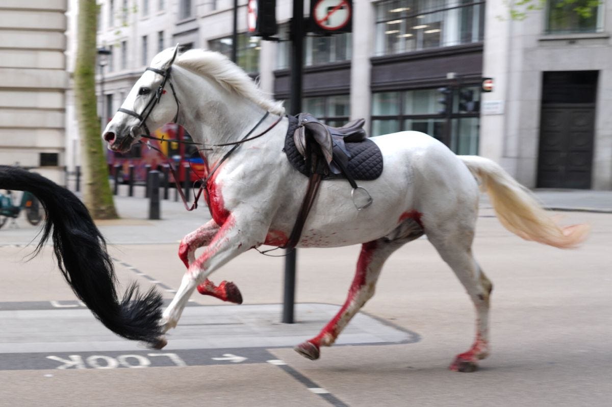 Horses Run Loose Through Central London in Surreal Spectacle