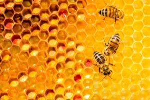 bees on a honeycomb