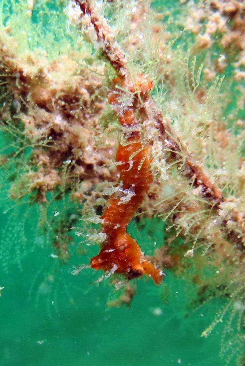 an orange seahorse clings to a branch of coral with white filaments