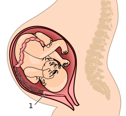 https://upload.wikimedia.org/wikipedia/commons/thumb/5/59/Placenta_system.svg/256px-Placenta_system.svg.png