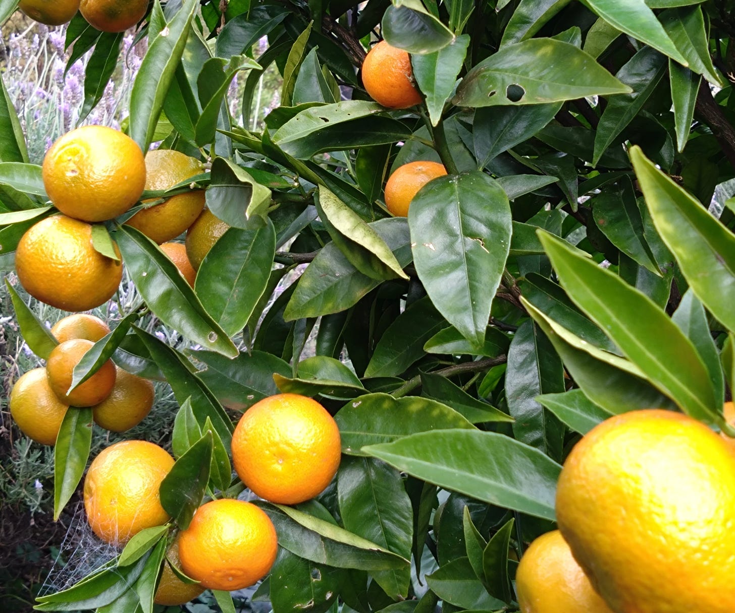 Photo of mandarin tree with dozens of bright orange fruit and shiny green leaves.