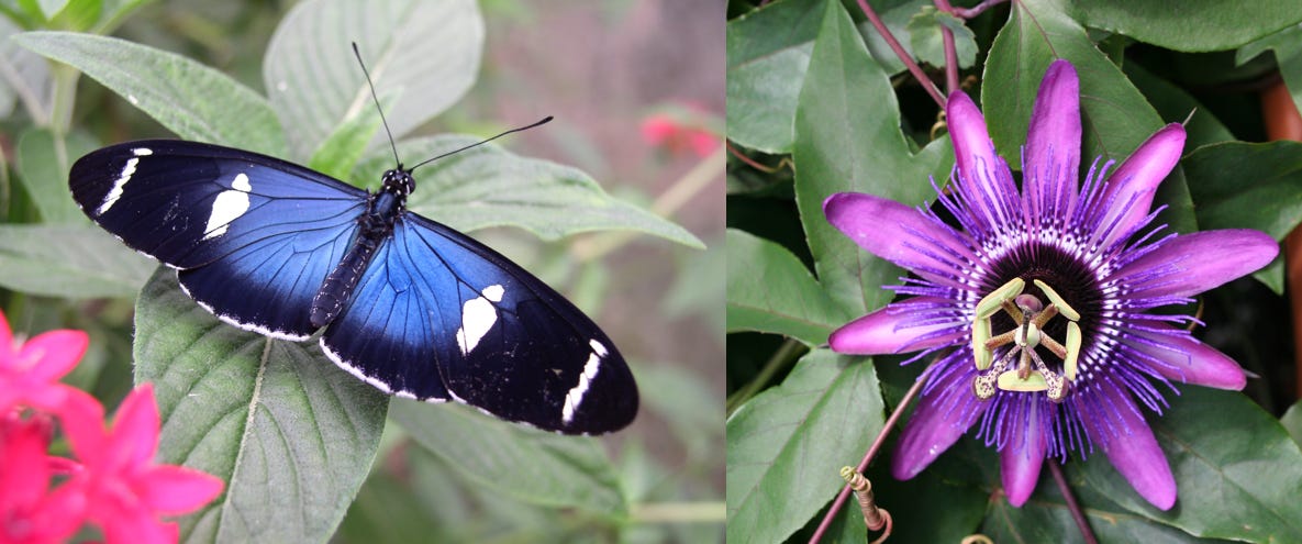 Mimicry and Deception in the Plant Kingdom: The Passiflora Genus