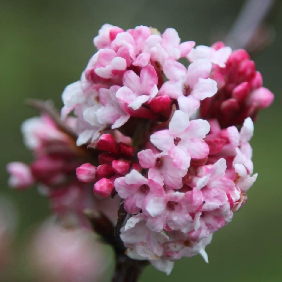 <i>Viburnum</i> × <i> bodnantense</i> 'Dawn'