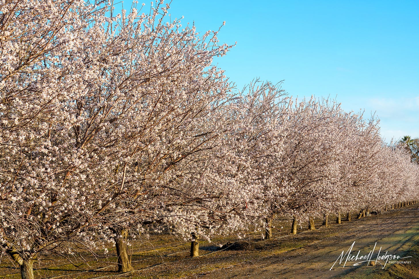 A almond orchard in full bloom in Capay Valley