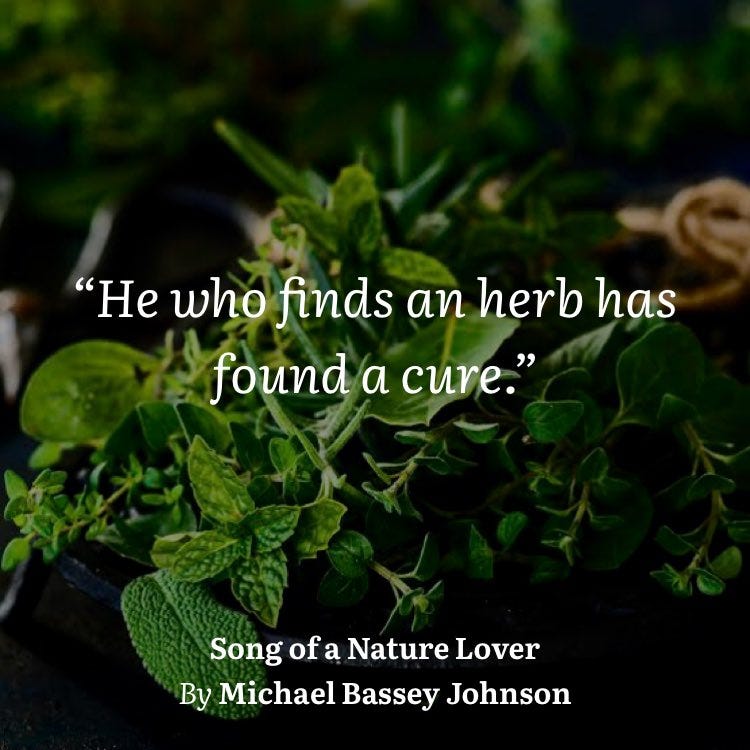 Michael Bassey Johnson on Twitter: "🌿#plants #medicine #cure #herb  #herbquotes #herbal #quotes #local #wellness #remedies #spices #garden  #recipes #weed #natural #songofanaturelover #newbook #michaelbasseyjohnson  #nature https://t.co/7xBo1upt8H" / Twitter