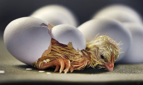 A freshly hatched chick rests after strong efforts to break through its egg.