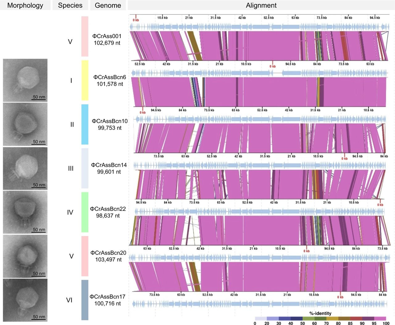 Research team identifies 25 new viruses in Barcelona's wastewaters Research team identifies 25 new viruses in Barcelona's wastewaters