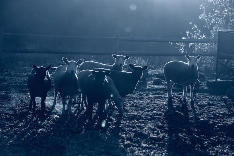 sheep in the moonlight