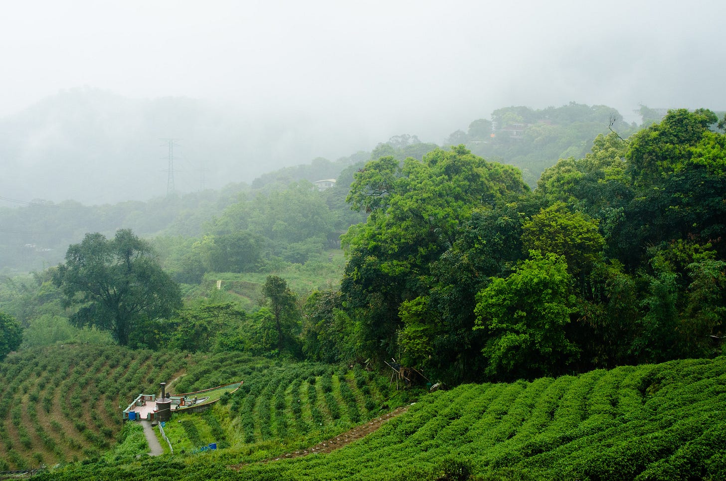 ID: Rainy tea field