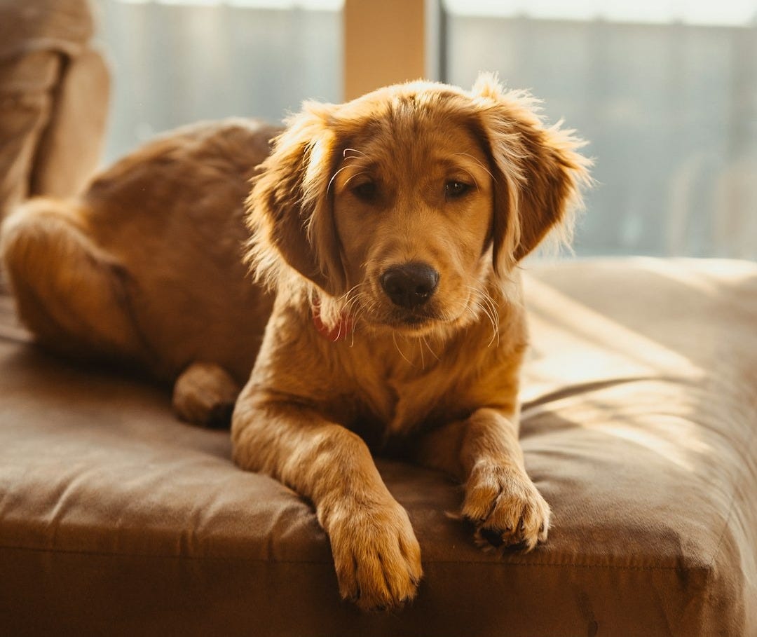 golden retriever puppy lying on brown wooden floor golden retriever puppy lying on brown wooden floor