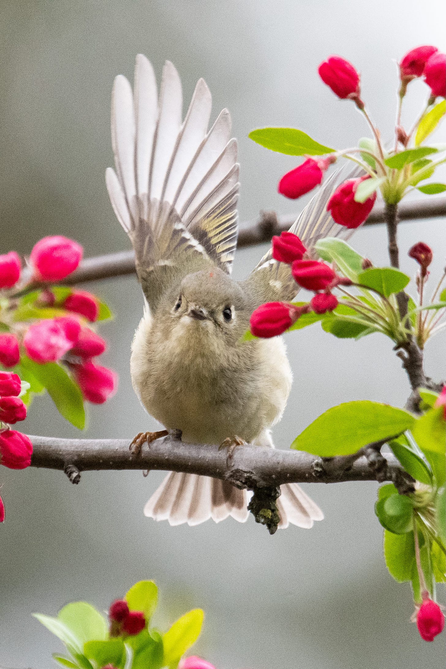 A very small greenish-brown bird with slightly goggly eyes, wings raised and tail spread, is about to launch into flight from a branch in a flowering crabapple tree