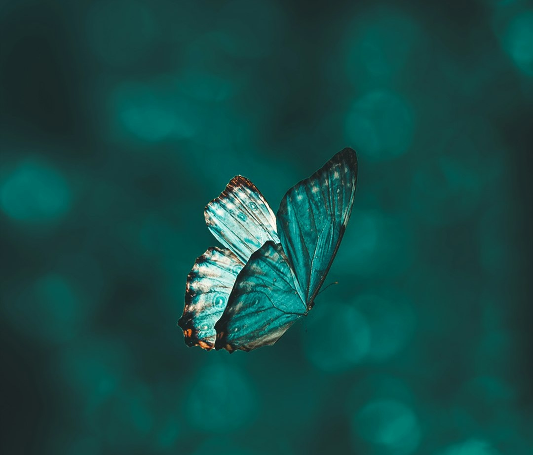 blue and black butterfly in close up photography