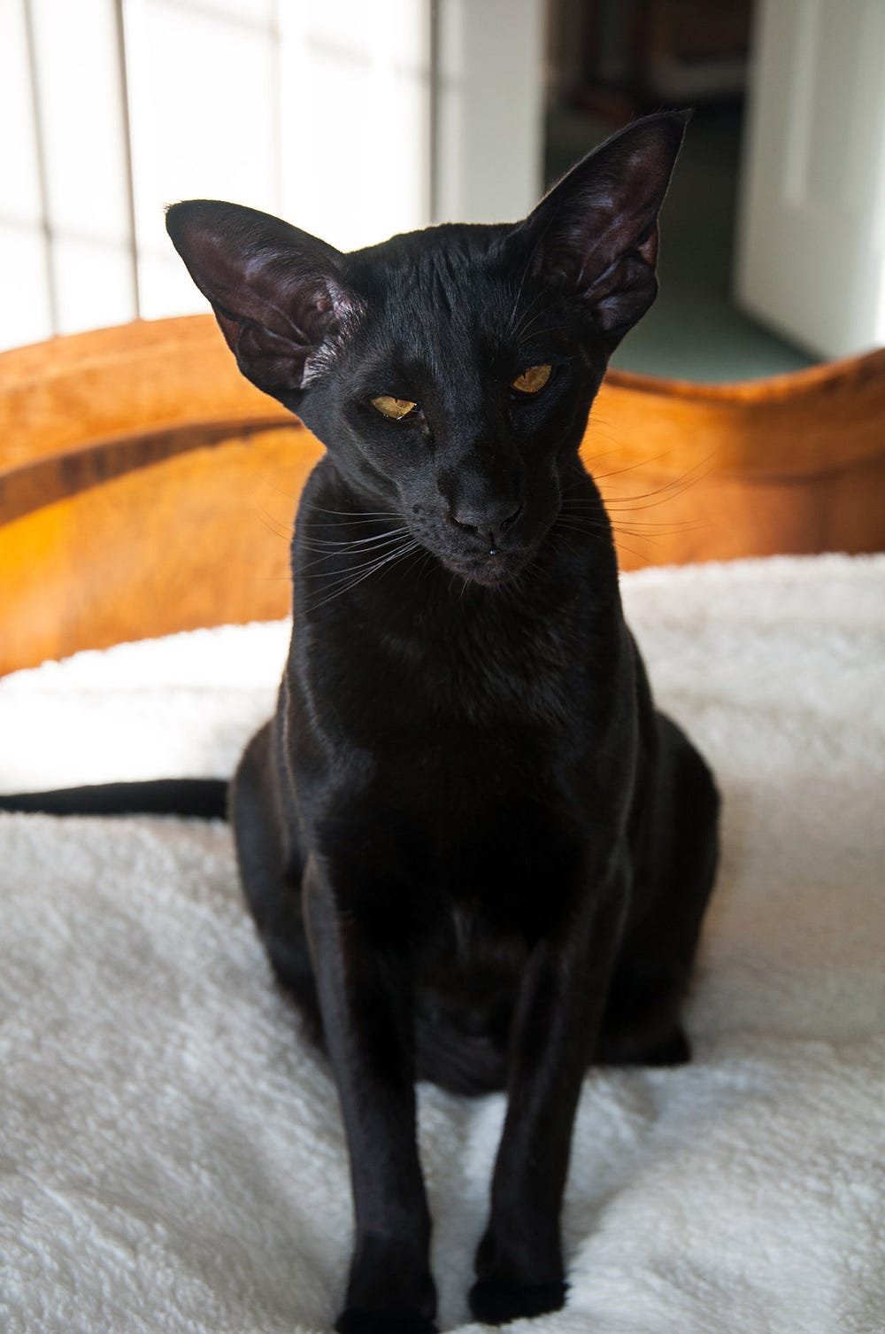 Oriental Shorthair cat