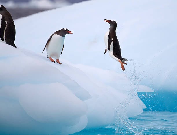 A Pair Of Gentoo Penguins Jumping From An Iceberg-foton och fler bilder på  Pingvin - Pingvin, Hoppa, Antarktis - iStock