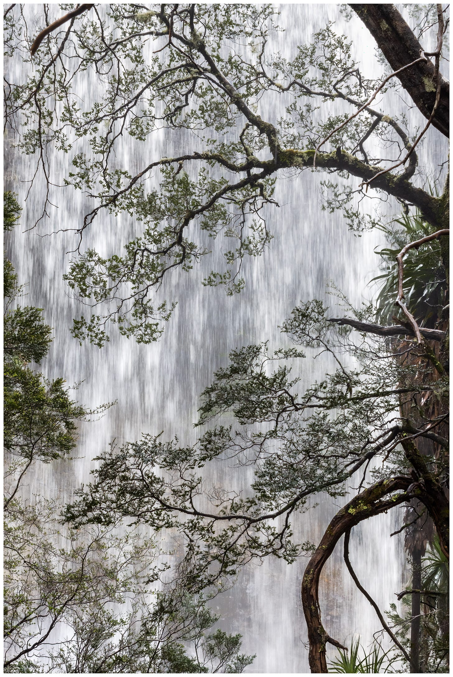 Myrtle Beech against waterfall backdrop