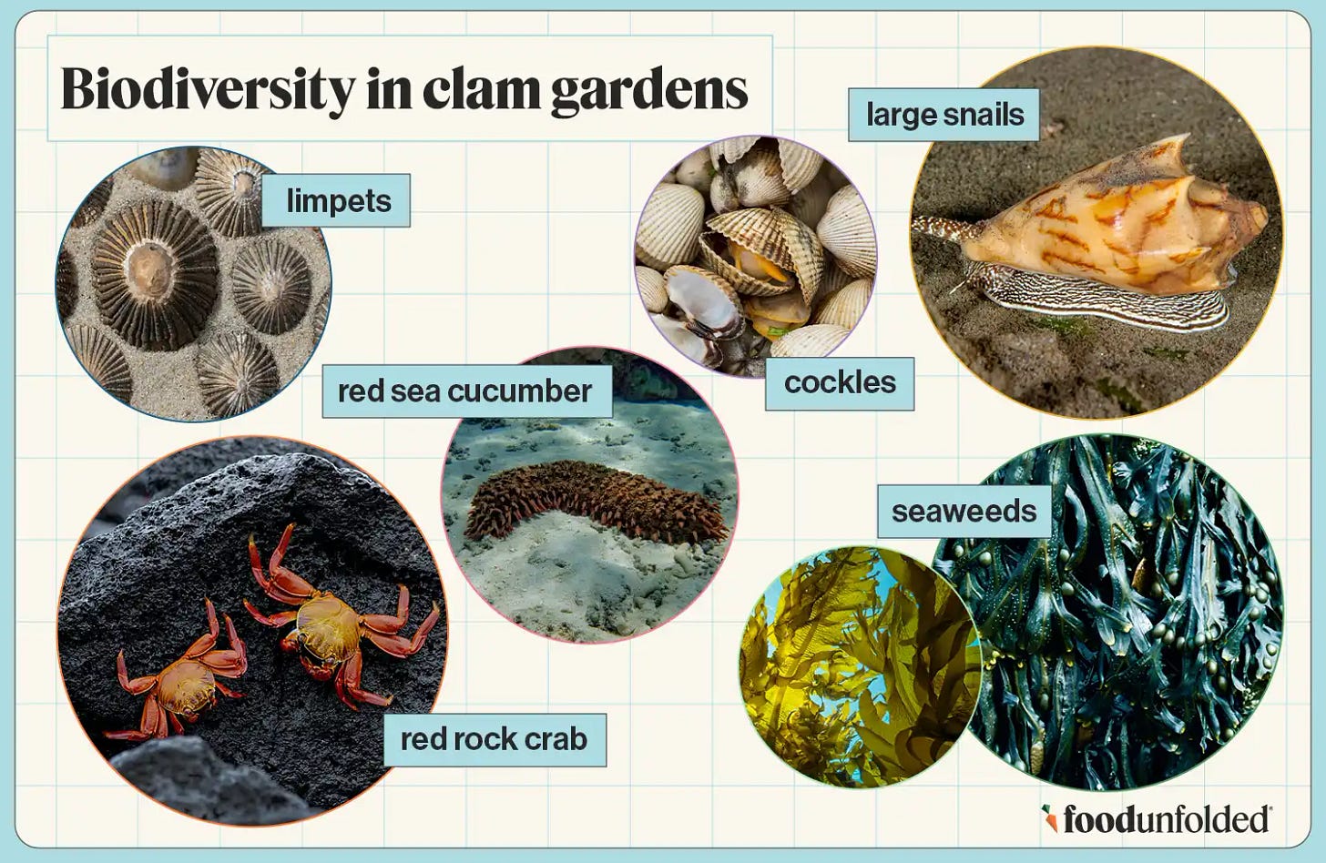 biodiversity in clam gardens