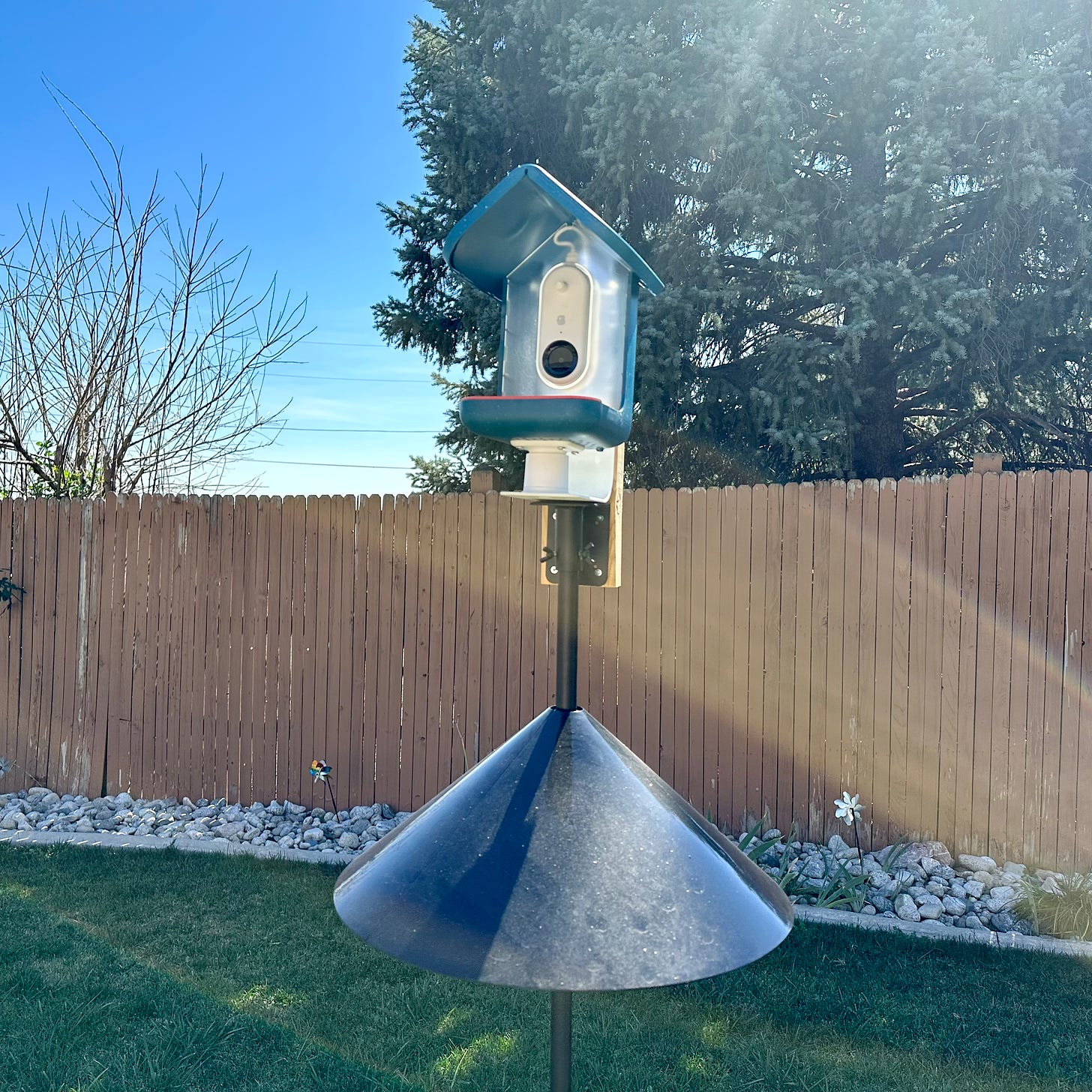 A photo of Shohreh's blue Birdbuddy Smart Bird Feeder mounted on a pole with a cone-shaped squirrel baffle beneath it