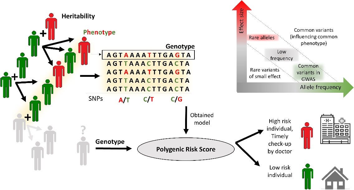 Illustration of the basic concepts of PRS. Individuals of a populations are each characterized by their inherited genotypes and their associated phenotypes. GWAS aims to identify genetic variants that are causaly related with a phenotype of interest. However, it is generally observed that common variants (high minor allele frequency) are associated with only minor phenotypic effects, as large effect genotypic differences are generally selected against, as they are frequently detrimental. Thus, when profiling a general population, large-effect-SNPs are rare. This, and the polygenic origin of many diseases and conditions, necessitates the combination of many markers (SNPs) to arrived at an aggregated risk score, the PRS. This figure is in part adapted from [15, 16].