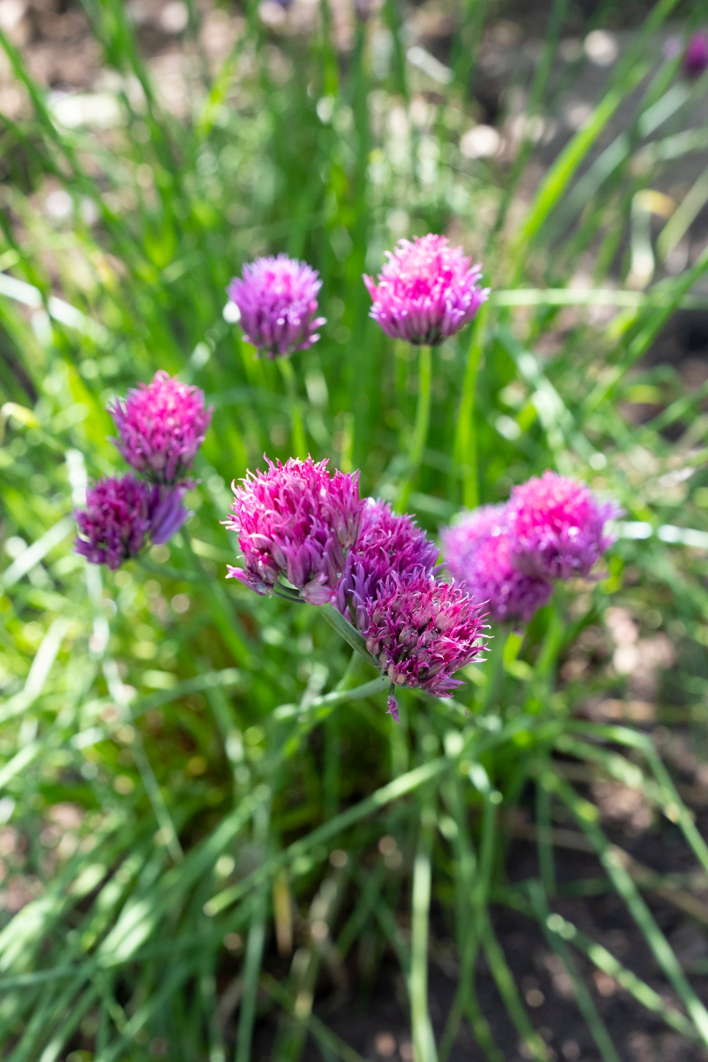 Cassis Ice chives