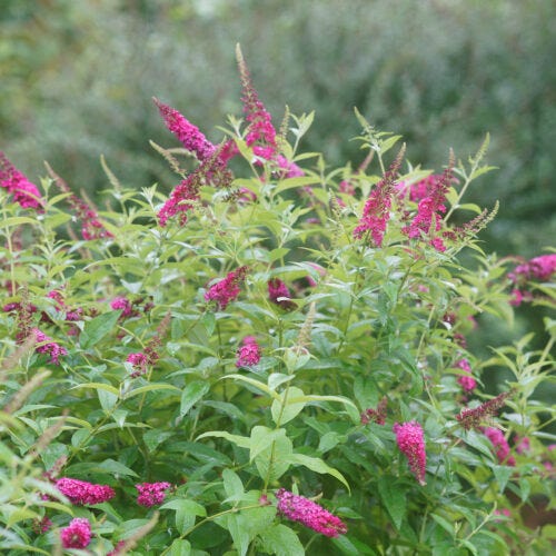 B. Davidii 'Purple Haze'