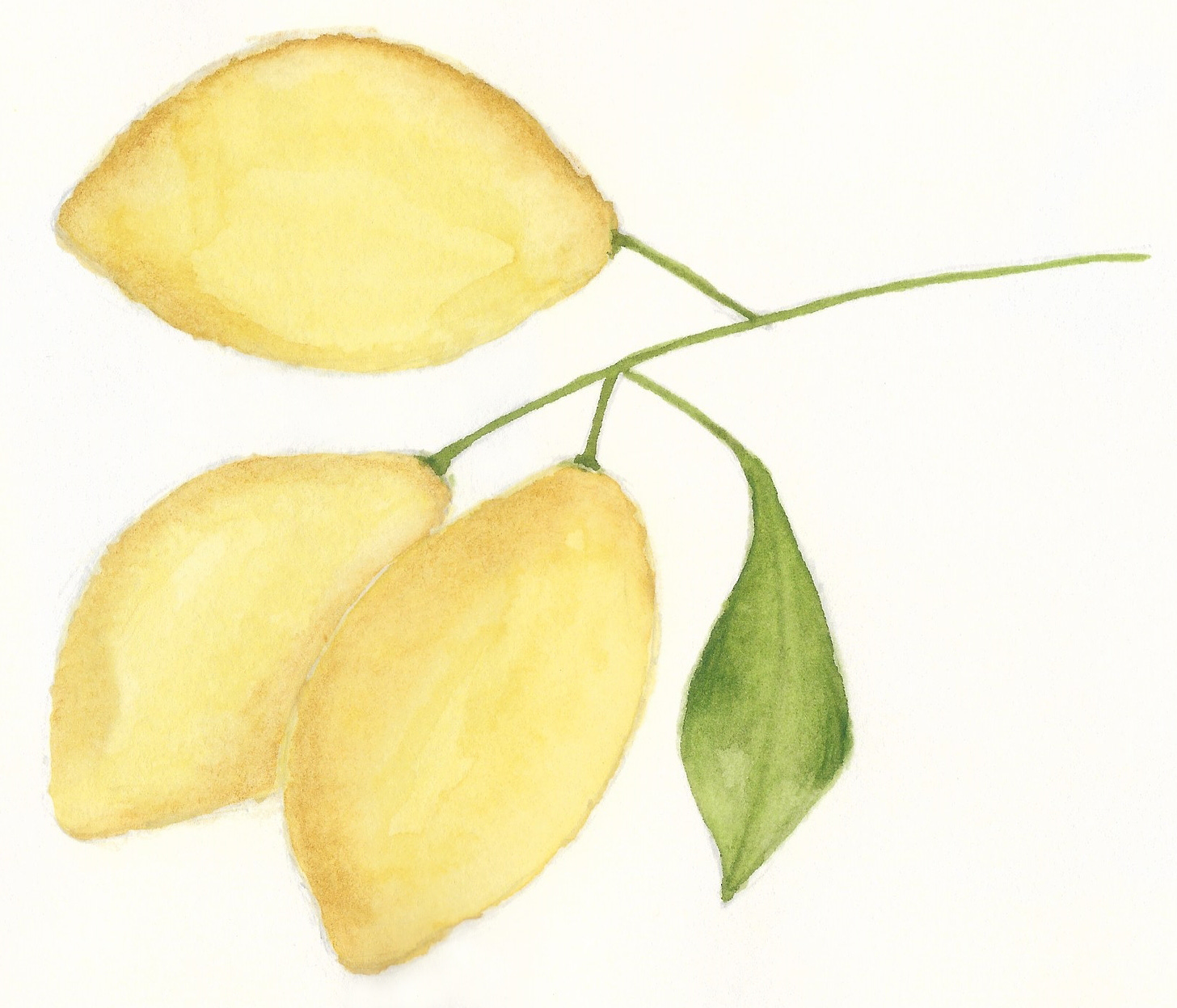Ilustração de limão siciliano