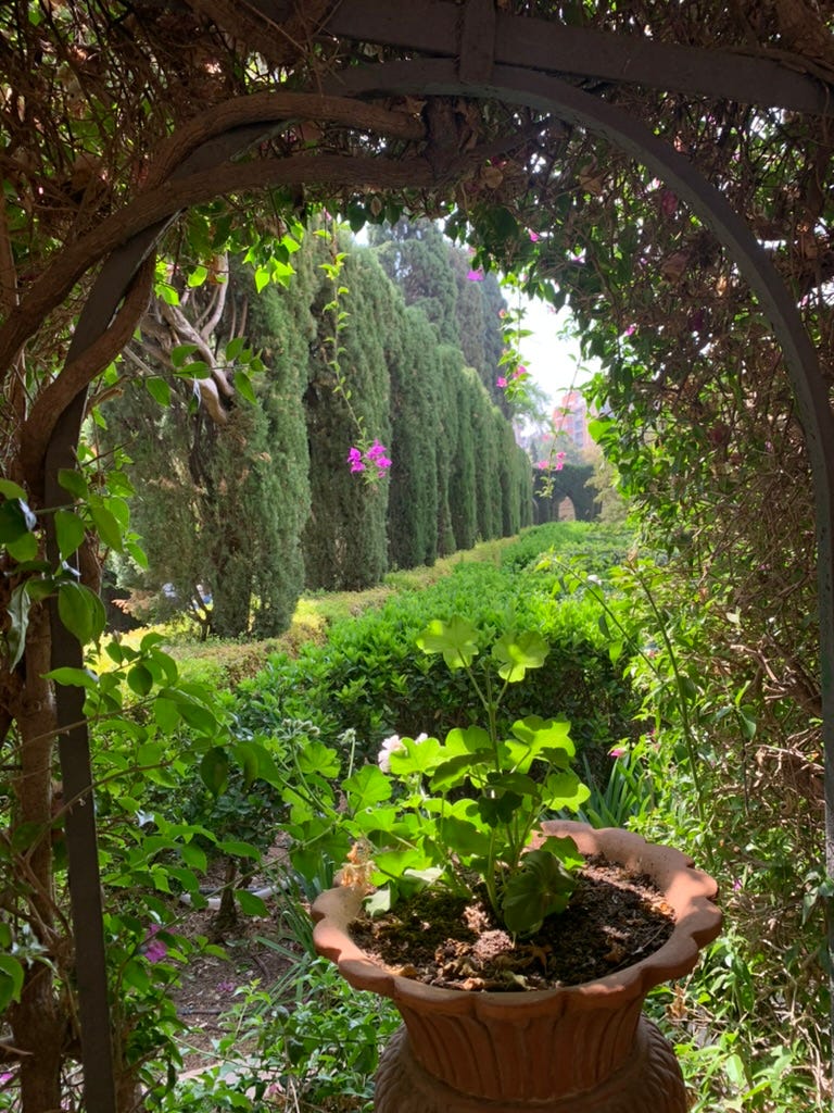 Another bougainvillea archway with an urn of pale geranium frames another pretty garden view