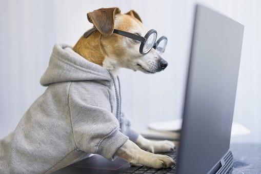 Smart Working Dog Using Computer Typing On Laptop Keyboard Stock Photo - Download Image Now - iStock