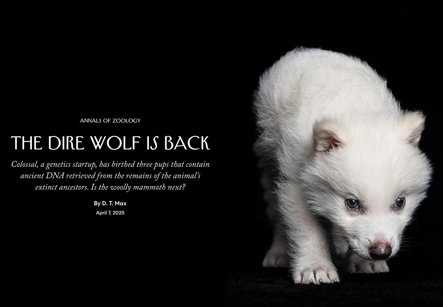 A screen capture from a New Yorker article. The image is a white wolf pup on a solid black background, The pup is facing the camera with its head lowered. The text reads “annals of zoology” and then the headline, “The Dire Wolf is Back.” Below that is the subbed, “Colossal, a genetics startup, has birthed three pups that contain ancient DNA retrieved from the remains of the animal’s extinct ancestors. Is the wooly mammoth next? By D.T. Max. April 7, 2025.” A screen capture from a New Yorker article. The image is a white wolf pup on a solid black background, The pup is facing the camera with its head lowered. The text reads “annals of zoology” and then the headline, “The Dire Wolf is Back.” Below that is the subbed, “Colossal, a genetics startup, has birthed three pups that contain ancient DNA retrieved from the remains of the animal’s extinct ancestors. Is the wooly mammoth next? By D.T. Max. April 7, 2025.”