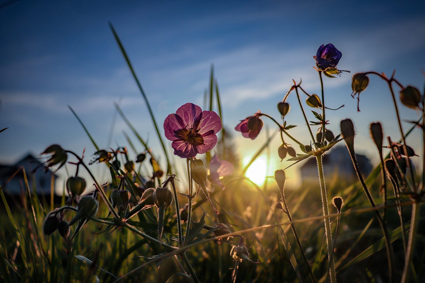 Picture credits: Moiseenko, O. (2019). Field wildflowers