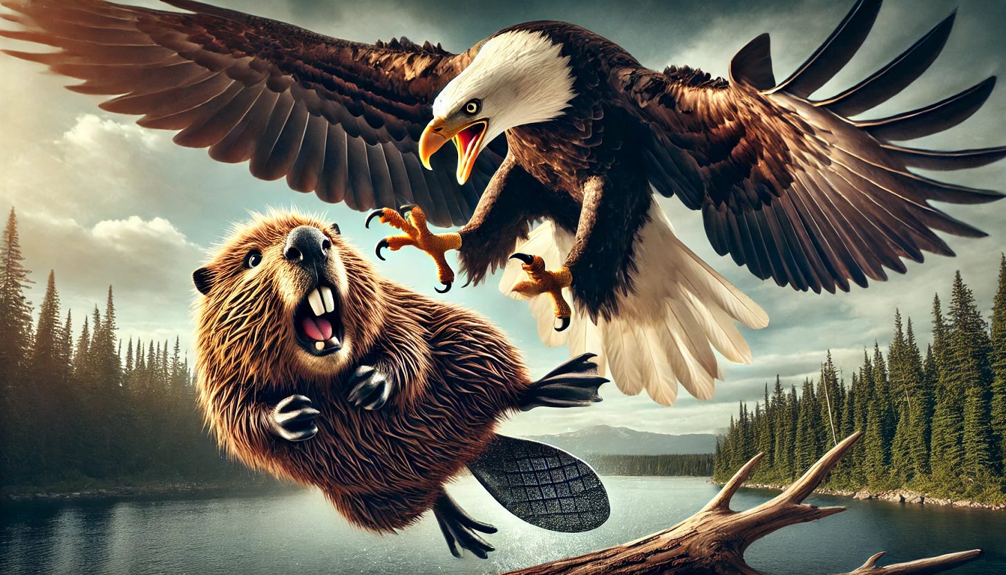 A bald eagle swooping down and snatching a terrified beaver. The scene is dramatic, with the beaver looking scared and the eagle looking powerful and aggressive. The background shows a Canadian landscape with forests and lakes, adding to the tension and symbolism of the image.