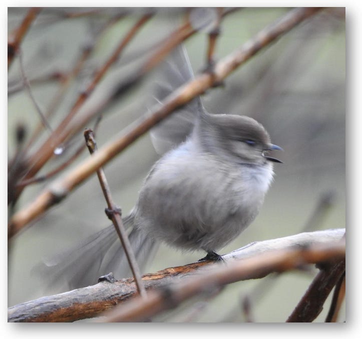 Photo of an American bushtit in motion, its tail and right wing flared open, and its mouth open.