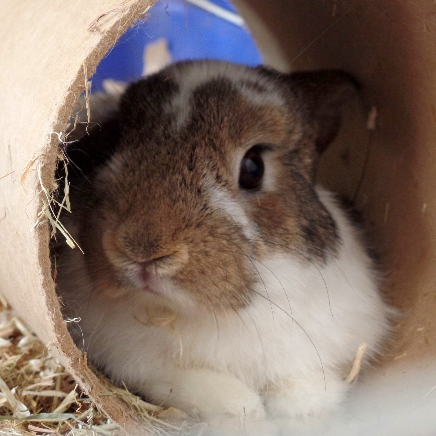 bunny rabbit in his tunnel
