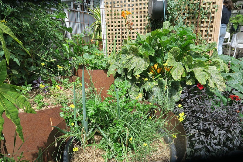 Pots filled with all kinds of plants, edible or otherwise.