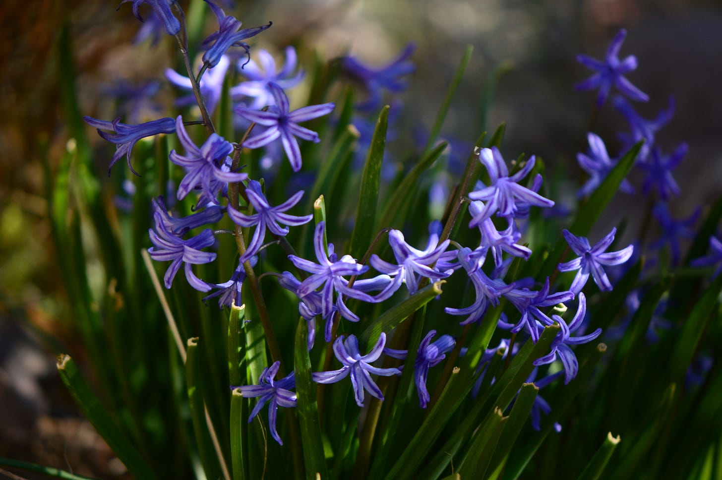 a dense, floriferous stand of Roman hyacinths