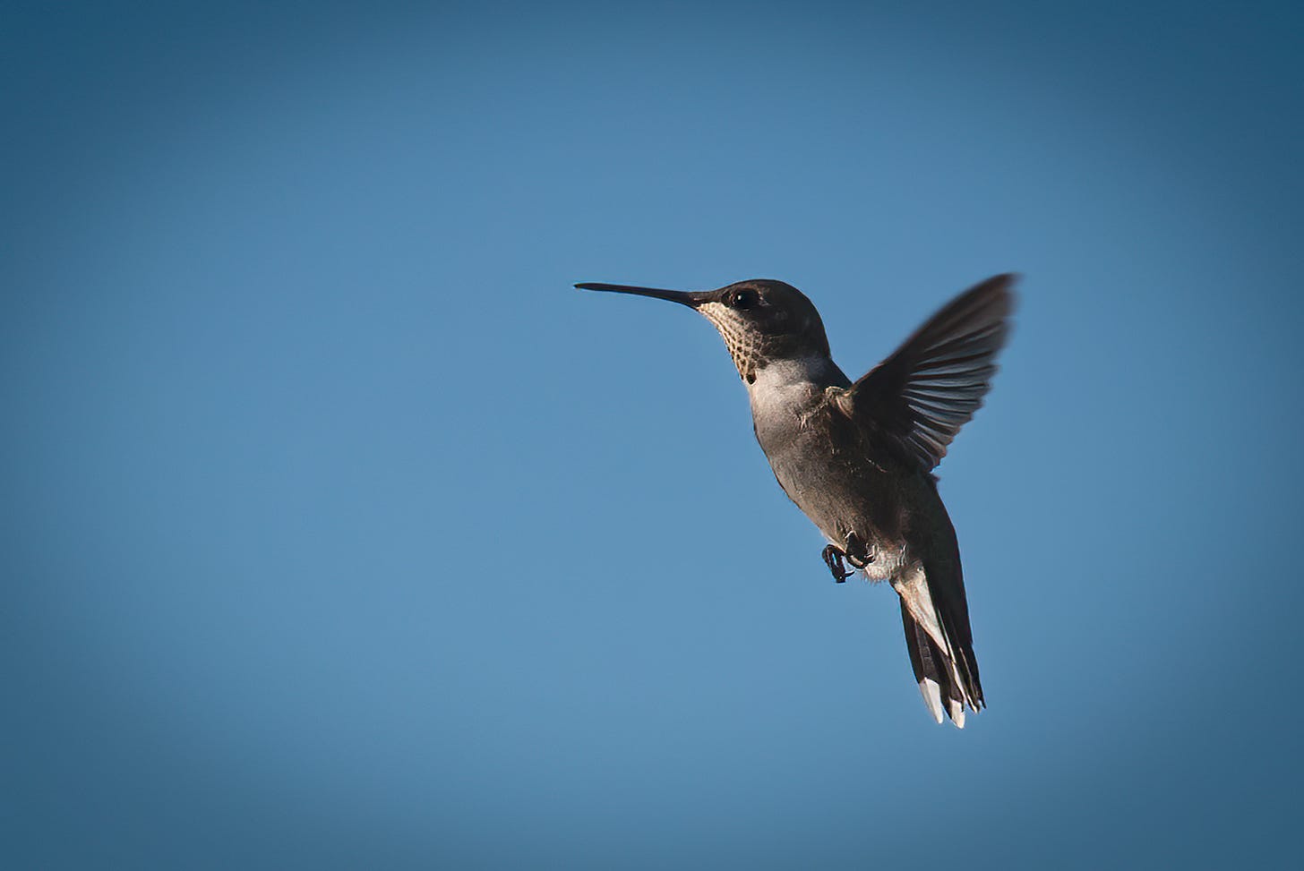  A hummingbird in mid-air against a clear blue sky