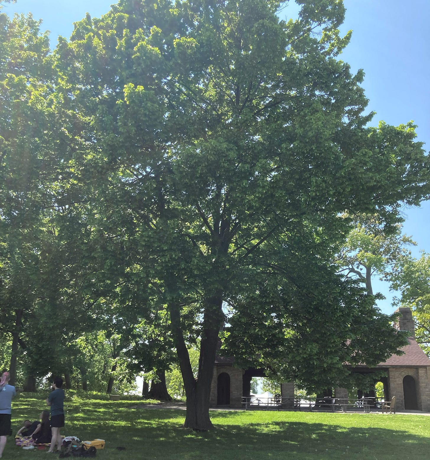A linden tree in a park