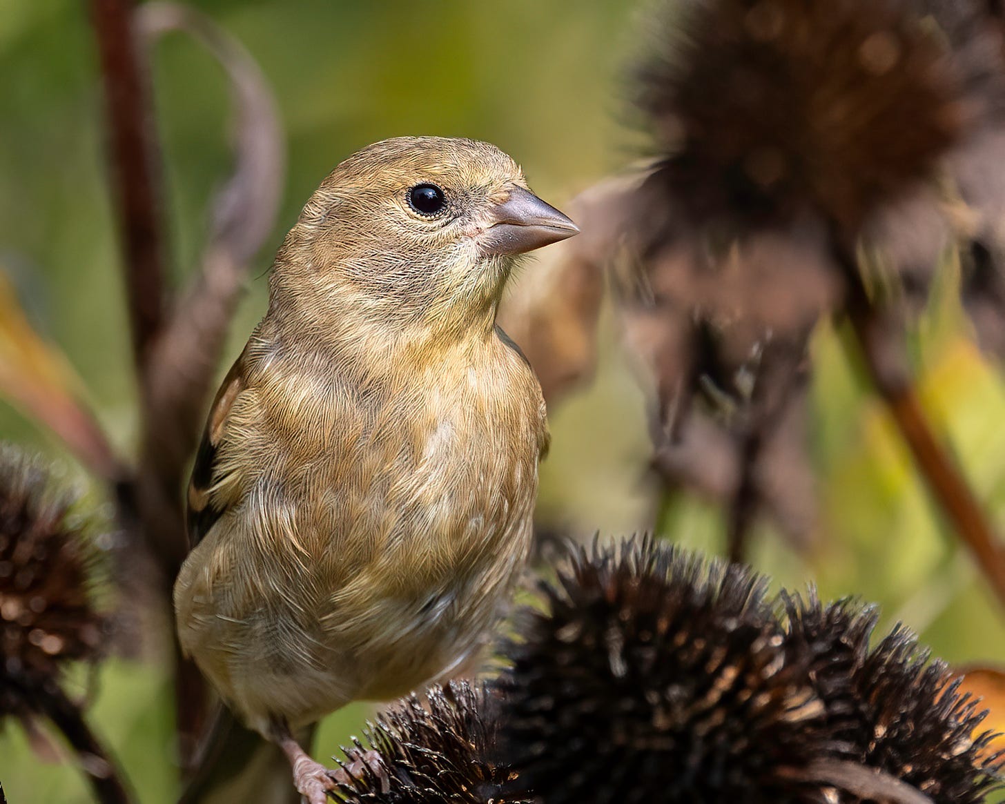 A female goldfinch stands perched atop purple coneflower seed heads. 