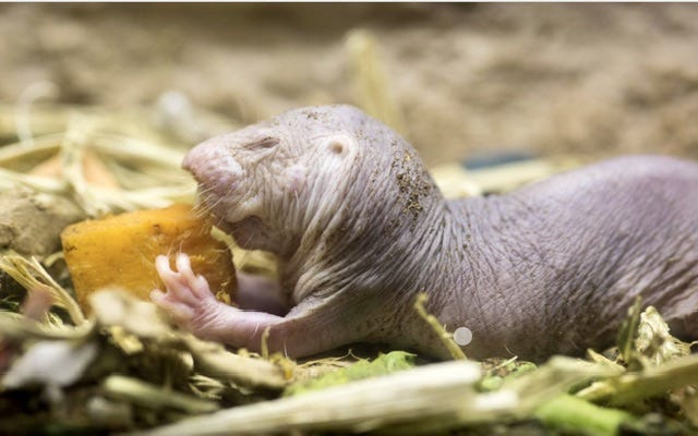 Photo of the naked mole rat as it eats.