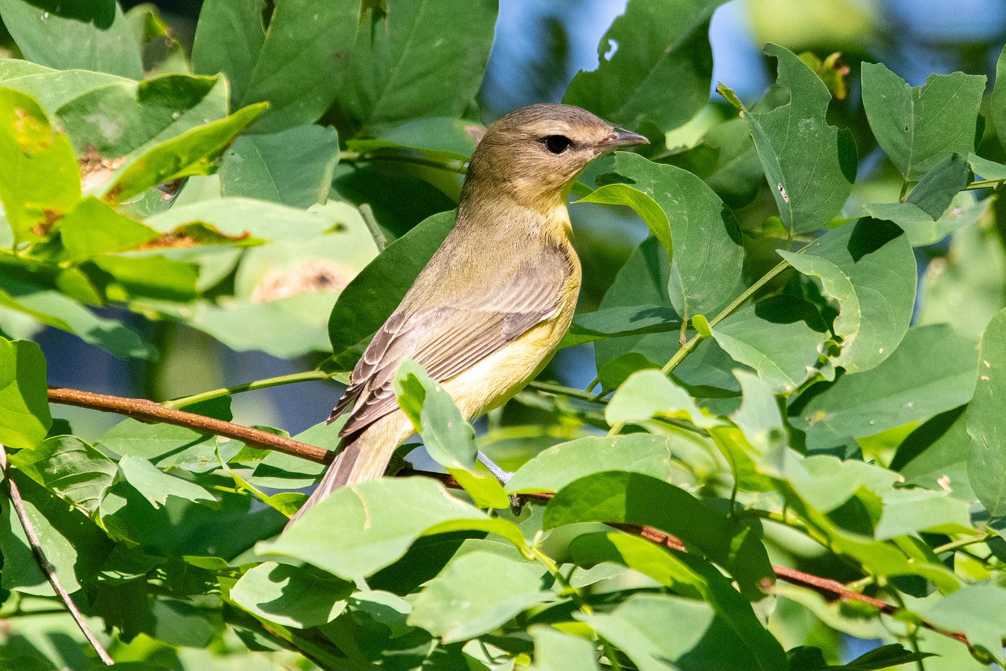 A yellow-gray bird with a gray crown, a gray eyeline, and grayish wings is perched in a bower of leaves