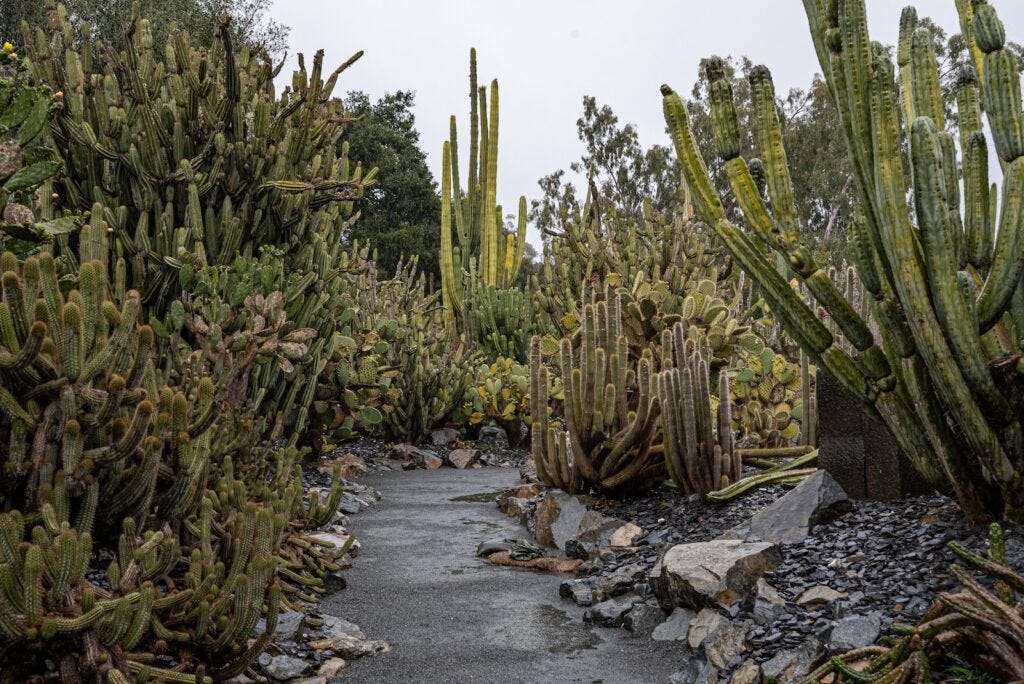 lotusland desert garden on a rainy day